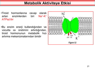 21
Metabolik Aktiviteye Etkisi
•Tiroid hormonlarına cevap olarak
artan enzimlerden biri Na+-K+
ATPaz'dır
•Bu enzim enerji kullandığından ve
vücutta ısı üretimini artırdığından,
tiroid hormonunun metabolik hızı
artırma mekanizmalarından biridir
 