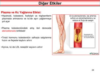 24
Diğer Etkiler
Plazma ve Kc Yağlarına Etkisi:
•Hipotroidi, kolesterol, fosfolipit ve trigliseritlerin
plazmada artmasına ve kc’de aşırı yağlanmaya
yol açar
•Plazma kolesterolündeki artış ileri derecede
aterosklerozla birliktedir
•Tiroid hormonu kolesterolün safrayla salgılanma
hızını ve feçesle kaybını artırır
•Ayrıca, kc de LDL reseptör sayısını artırır
 