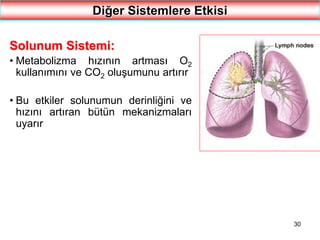 30
Diğer Sistemlere Etkisi
Solunum Sistemi:
• Metabolizma hızının artması O2
kullanımını ve CO2 oluşumunu artırır
• Bu etkiler solunumun derinliğini ve
hızını artıran bütün mekanizmaları
uyarır
 