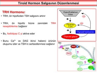 39
Tiroid Hormon Salgısının Düzenlenmesi
TRH Hormonu:
• TRH, ön hipofizden TSH salgısını artırır
• TRH, ön hipofiz hücre zarındaki TRH
reseptörlerine bağlanır
• Bu, fosfolipaz C yi aktive eder
• Bunu Ca2+ ve DAG ikinci haberci ürünün
oluşumu izler ve TSH’ın serbestlenmesi sağlanır
 