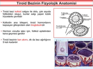 4
Tiroid Bezinin Fizyolojik Anatomisi
• Tiroid bezi kolloid salgısı ile dolu, çok sayıda
follikülden oluşur, bunlar salgı yapan kübik
hücrelerle çevrilidir
• Kolloidin ana bileşeni, tiroid hormonlarını
kapsayan glikoprotein olan tiroglobulindir
• Hormon vücutta işlev için, follikül epitelinden
kana geçmesi gerekir
• Tiroid bezinin kan akımı, dk da bez ağırlığının
5 katı kadardır
 
