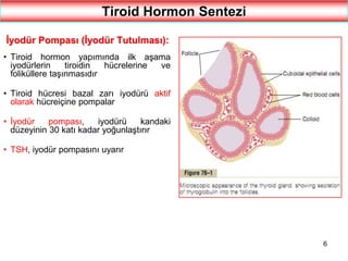6
Tiroid Hormon Sentezi
İyodür Pompası (İyodür Tutulması):
• Tiroid hormon yapımında ilk aşama
iyodürlerin tiroidin hücrelerine ve
foliküllere taşınmasıdır
• Tiroid hücresi bazal zarı iyodürü aktif
olarak hücreiçine pompalar
• İyodür pompası, iyodürü kandaki
düzeyinin 30 katı kadar yoğunlaştırır
• TSH, iyodür pompasını uyarır
 