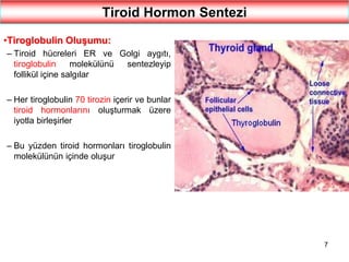 7
Tiroid Hormon Sentezi
•Tiroglobulin Oluşumu:
– Tiroid hücreleri ER ve Golgi aygıtı,
tiroglobulin molekülünü sentezleyip
follikül içine salgılar
– Her tiroglobulin 70 tirozin içerir ve bunlar
tiroid hormonlarını oluşturmak üzere
iyotla birleşirler
– Bu yüzden tiroid hormonları tiroglobulin
molekülünün içinde oluşur
 