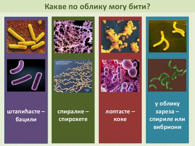 Тест по биологии 7 класс царство бактерии. Тест по биологии 7 класс царство бактерии