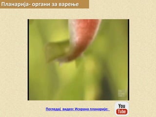 Планарија- органи за варење
Погледај видео: Исхрана планарије:
 