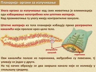 Планарија- органи за излучивање
Улога органа за излучивање код свих животиња је елиминација
одн избацивање непотребних или штетних материја.
Код праживотиња ту улогу имају контрактилне вакуоле.
Штетне материја из тела планарије избацују преко разгранатих
каналића који пролазе кроз цело тело.
Ови каналићи полазе из паренхима, међусобно су повезани, тј
уливају се један у други.
На тај начин образују се два завршна канала који се изливају у
спољашну средину.
разгранати
каналић
паренхим
 