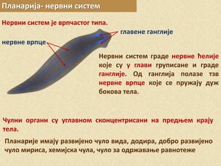 Планарија- нервни систем
Нервни систем је врпчастог типа.
главене ганглије
нервне врпце
Нервни систем граде нервне ћелије
које су у глави груписане и граде
ганглије. Од ганглија полазе тзв
нервне врпце које се пружају дуж
бокова тела.
Планарије имају развијено чуло вида, додира, добро развијено
чуло мириса, хемијска чула, чуло за одржавање равнотеже
Чулни органи су углавном сконцентрисани на предњем крају
тела.
 