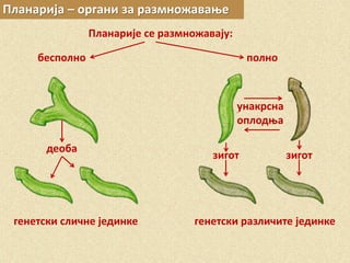 Планарија – органи за размножавање
Планарије се размножавају:
бесполно
деоба
генетски сличне јединке
полно
зигот
унакрсна
оплодња
зигот
генетски различите јединке
 