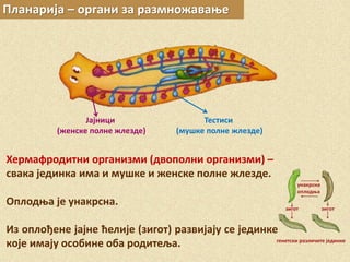 Планарија – органи за размножавање
Хермафродитни организми (двополни организми) –
свака јединка има и мушке и женске полне жлезде.
Оплодња је унакрсна.
Из оплођене јајне ћелије (зигот) развијају се јединке
које имају особине оба родитеља.
Јајници
(женске полне жлезде)
Тестиси
(мушке полне жлезде)
 