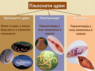 Пљоснати црви
Трепљасти црви
Живе у води, а мањи
број врста у влажном
земљишту
Пантљичаре
Паразитирају у
телу животиња и
човека
Метиљи
Паразитирају у
телу животиња и
човека
 