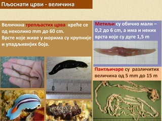 Пљоснати црви - величина
Метиљи су обично мали –
0,2 до 6 cm, а има и неких
врста које су дуге 1,5 m
Величина трепљастих црва креће се
од неколико mm до 60 cm.
Врсте које живе у морима су крупније
и упадљивијих боја.
Пантљичаре су различитих
величина од 5 mm до 15 m
 