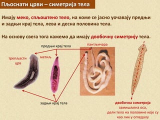 Пљоснати црви – симетрија тела
Имају меко, спљоштено тело, на коме се јасно уочавају предњи
и задњи крај тела, лева и десна половина тела.
На основу свега тога кажемо да имају двобочну симетрију тела.
предњи крај тела
задњи крај тела
метиљтрепљасти
црв
пантљичара
двобочна симетрија
замишљена оса,
дели тело на половине које су
као лик у огледалу
 