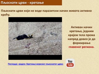 Пљоснати црви - кретање
Пљоснати црви који не воде паразитски начин живота активно
крећу.
Активан начин
кретања, једним
крајем тела према
напред довео је до
формирања
главеног региона.
Погледај видео: Кретање морског пљоснатог црва:
 