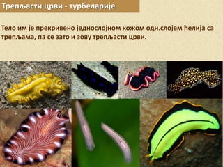 Трепљасти црви - турбеларије
Тело им је прекривено једнослојном кожом одн.слојем ћелија са
трепљама, па се зато и зову трепљасти црви.
 