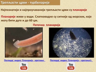 Трепљасти црви - турбеларије
Најпознатији и најпроучаванији трепљасти црви су планарије
Планарије живе у води. Слатководне су ситније од морских, које
могу бити дуге и до 60 цм.
Поточна планарија
Погледај видео: Планарија - кретање: Погледај видео: Планарија – кретање1:
 
