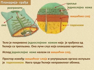 Планарија- грађа
мишићмо слој
паренхим
Тело је покривено једнослојном кожом која је грађена од
ћелија са трепљама. Она лучи слуз која олакшава кретање.
Испод једнослојне коже налази се мишићни слој.
разгранато
црево
око
Простор између мишићног слоја и унутрашњих органа испуњен
је паренхимом. Њега граде ћелије неправилног облика.
једнослојна кожа
трепље
 