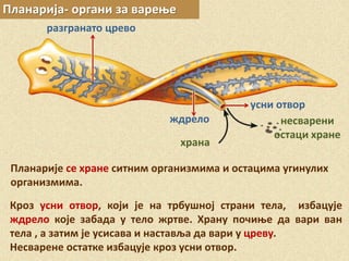 храна
несварени
остаци хране
Планарија- органи за варење
Планарије се хране ситним организмима и остацима угинулих
организмима.
разгранато црево
ждрело
усни отвор
Кроз усни отвор, који је на трбушној страни тела, избацује
ждрело које забада у тело жртве. Храну почиње да вари ван
тела , а затим је усисава и наставља да вари у цреву.
Несварене остатке избацује кроз усни отвор.
 