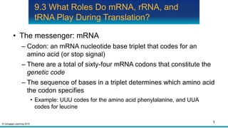 © Cengage Learning 2015
9.3 What Roles Do mRNA, rRNA, and
tRNA Play During Translation?
• The messenger: mRNA
– Codon: an mRNA nucleotide base triplet that codes for an
amino acid (or stop signal)
– There are a total of sixty-four mRNA codons that constitute the
genetic code
– The sequence of bases in a triplet determines which amino acid
the codon specifies
• Example: UUU codes for the amino acid phenylalanine, and UUA
codes for leucine
1
 
