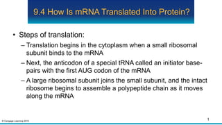 © Cengage Learning 2015
9.4 How Is mRNA Translated Into Protein?
• Steps of translation:
– Translation begins in the cytoplasm when a small ribosomal
subunit binds to the mRNA
– Next, the anticodon of a special tRNA called an initiator base-
pairs with the first AUG codon of the mRNA
– A large ribosomal subunit joins the small subunit, and the intact
ribosome begins to assemble a polypeptide chain as it moves
along the mRNA
1
 