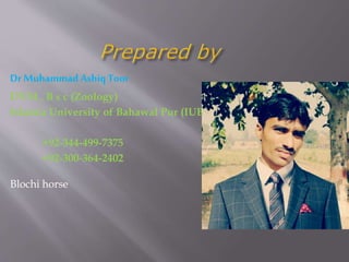 Dr Muhammad Ashiq Toor
DVM , B s c (Zoology)
Islamia University of Bahawal Pur (IUB) (2010 – 2015)
+92-344-499-7375
+92-300-364-2402
Blochi horse
 