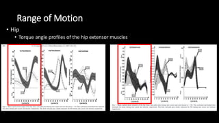 Range of Motion
• Hip
• Torque angle profiles of the hip extensor muscles
 