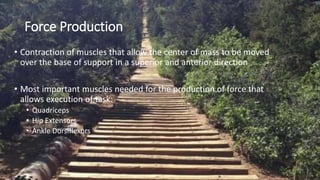 Force Production
• Contraction of muscles that allow the center of mass to be moved
over the base of support in a superior and anterior direction
• Most important muscles needed for the production of force that
allows execution of task:
• Quadriceps
• Hip Extensors
• Ankle Dorsiflexors
 