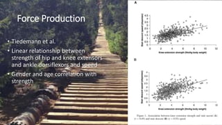 Force Production
• Tiedemann et al.
• Linear relationship between
strength of hip and knee extensors
and ankle dorsiflexors and speed
• Gender and age correlation with
strength
 