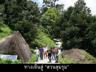 ทางเดินสู่ “สวนสุมรุม”
 