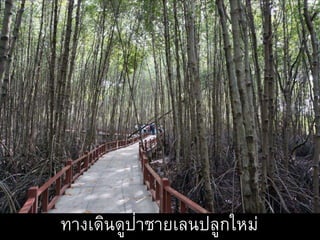 ทางเดินดูป่าชายเลนปลูกใหม่
 