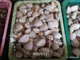 หอยขาว
 
