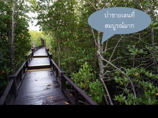 ป่าชายเลนที่
สมบูรณ์มาก
 