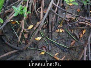 ฝักหล่นปักลงดิน
 