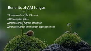 Benefits of AM fungus
Increase rate of plant Survival
Reduce plant stress
Increase Plant nutrient acquisition
Increase Carbon and nitrogen deposition in soil
 
