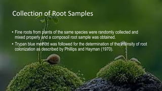 Collection of Root Samples
• Fine roots from plants of the same species were randomly collected and
mixed properly and a composoil root sample was obtained.
• Trypan blue method was followed for the determination of the intensity of root
colonization as described by Phillips and Hayman (1970).
 