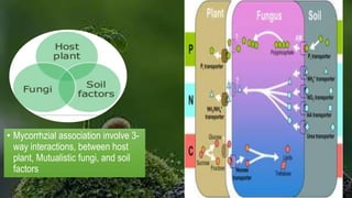 • Mycorrhzial association involve 3-
way interactions, between host
plant, Mutualistic fungi, and soil
factors
 