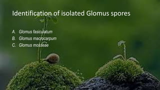 Identification of isolated Glomus spores
A. Glomus fasiculatum
B. Glomus macrocarpum
C. Glomus mosseae
 