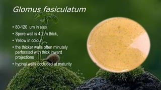Glomus fasiculatum
• 80-120 um in size
• Spore wall is 4.2 m thick,
• Yellow in colour
• the thicker walls often minutely
perforated with thick inward
projections
• hyphal walls occluded at maturity
 