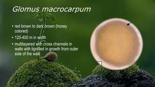 Glomus macrocarpum
• red brown to dark brown (honey
colored)
• 120-400 m in width
• multilayered with cross channels in
walls with lignified in growth from outer
side of the wall(
 