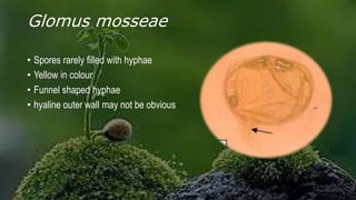 Glomus mosseae
• Spores rarely filled with hyphae
• Yellow in colour
• Funnel shaped hyphae
• hyaline outer wall may not be obvious
 