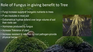 Role of Fungus in giving benefit to Tree
• Fungi increase supply of inorganic nutrients to trees
• P are insoluble in most soil
• Extrametrical hyphae extend over large volume of soil
than roots can
• Hormones produced by fungus
• Increase Tolerance of plant
• Increase resistant to infection by root pathogen-provide
physical barrier
 
