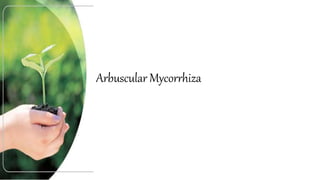 Arbuscular Mycorrhiza
 