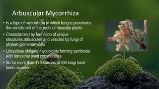 Arbuscular Mycorrhiza
• Is a type of mycorrhizia in which fungus penetrates
the corticle cell of the roots of Vascular plants
• Characterized by formation of unique
structures,arbuscules and vesicles by fungi of
phylum glomerumycota
• Ubiquitous obligate mycobionts forming symbiosis
with terrestrial plant communities
• So far more than 170 species of AM fungi have
been recorded
 