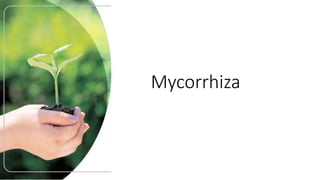 Mycorrhiza
 