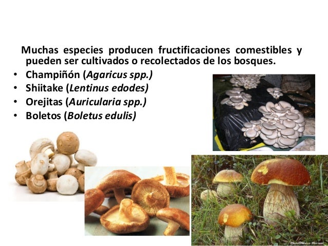 9. hongos y pseudohongos causantes de enfermedades