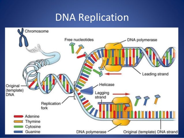 DNA Replication, Mitosis, Meiosis, and Cell Cycle