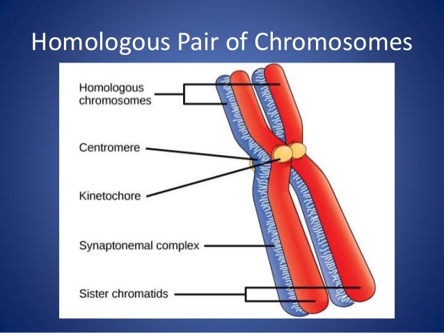 dna replication mitosis meiosis and cell cycle xy chromosome chart
