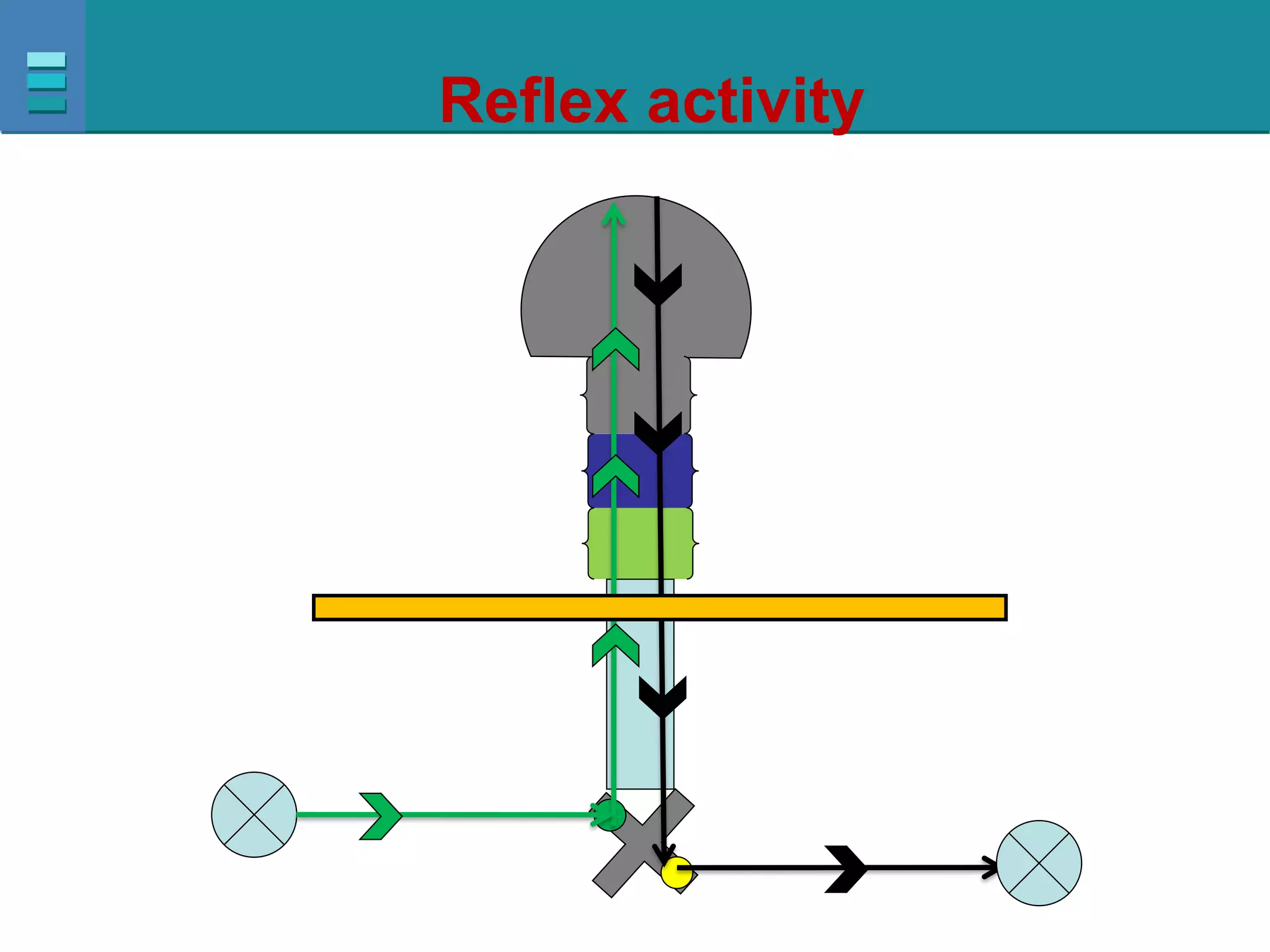 Reflex activity
 