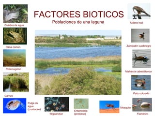 FACTORES BIOTICOS
Poblaciones de una laguna
Culebra de agua
Rana común Zampullín cuellinegro
Malvasía cabeciblanca
Pato colorado
Flamenco
Carrizo
Pulga de
agua
(crustaceo)
Mosquito
Entamoeba
(protozoo)
Potamogeton
fitoplancton
Milano real
 