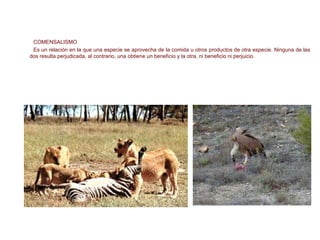 COMENSALISMO
Es un relación en la que una especie se aprovecha de la comida u otros productos de otra especie. Ninguna de las
dos resulta perjudicada, al contrario, una obtiene un beneficio y la otra, ni beneficio ni perjuicio.
AUTORREGULACIÓN DE LA COMUNIDAD
 