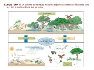 ECOSISTEMA es un conjunto de individuos de distinta especie que establecen relaciones entre
sí, y con el medio ambiente que los rodea. es un conjunto de individuos de distinta especie que
establecen relaciones entre sí, y con el medio ambiente que los rodea.
 